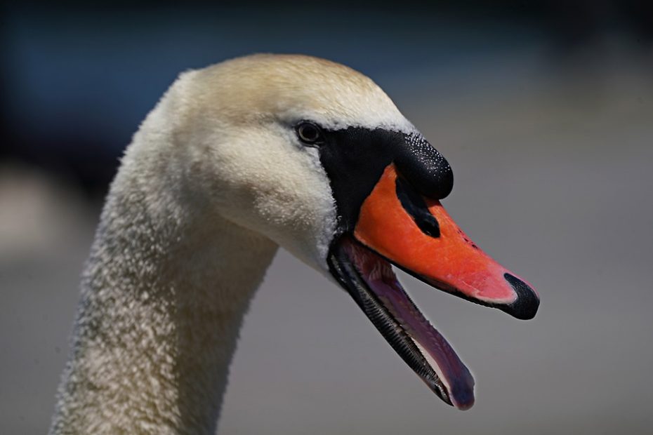 swan 8036237 960 720