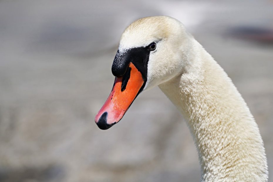swan 8036250 960 720