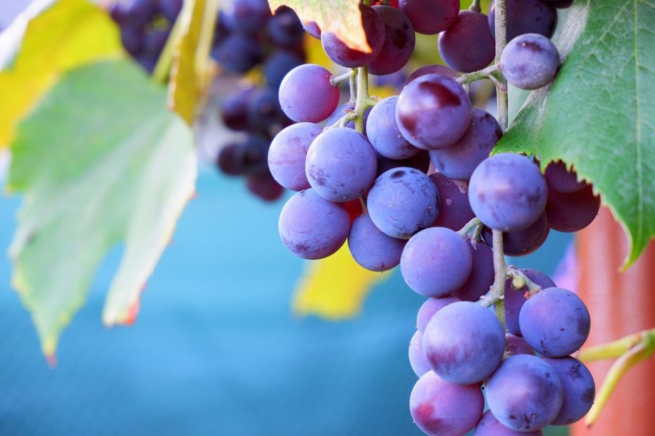 grapes 6673291 960 720