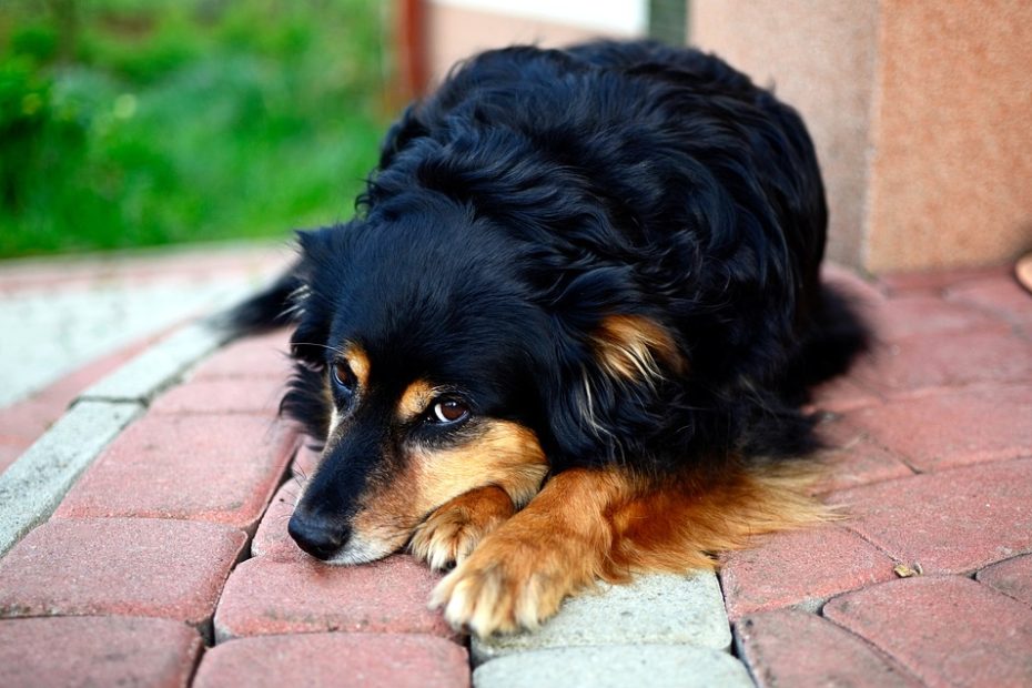 dog 4159829 960 720